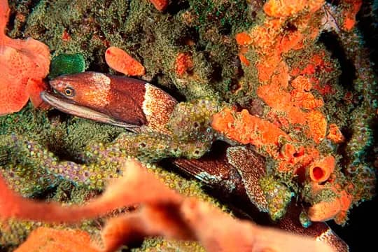 10. St. Vincent and the Grenadines 10. St. Vincent and the Grenadines