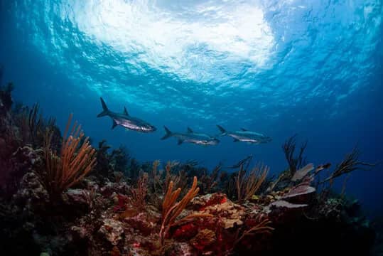 St Thomas - image St Thomas - image