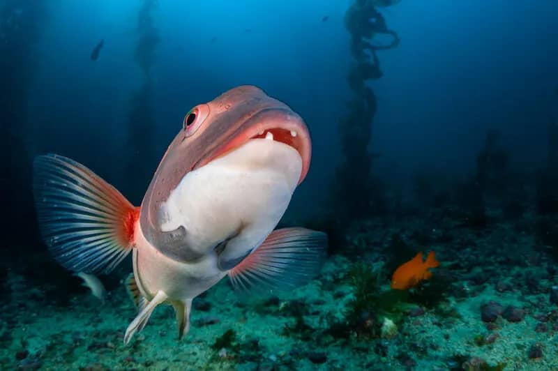 Catalina Island - image Catalina Island - image