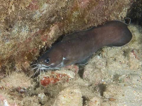 Kauai - image Kauai - image