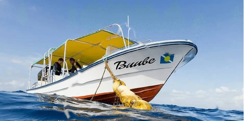 Palau Dive Adventures - image Palau Dive Adventures - image