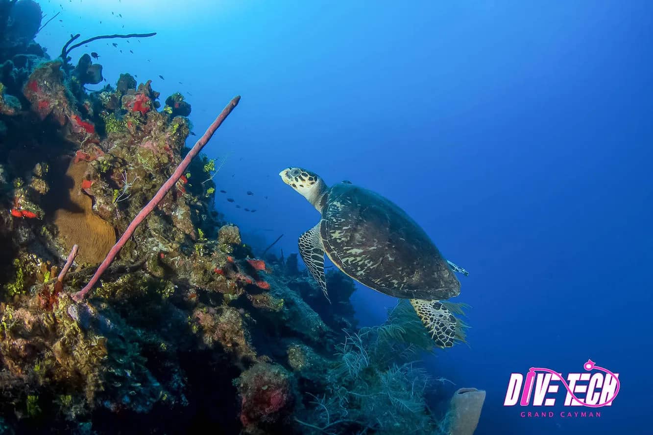 Divetech - image Divetech - image