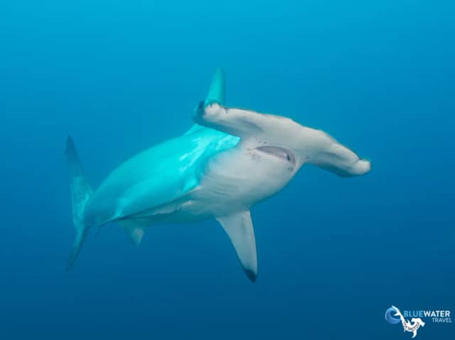 Cocos Pelagic Expedition 2027 Cocos Pelagic Expedition 2027