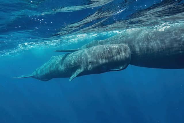 Dominica Sperm Whales 2026 & 2027 Dominica Sperm Whales 2026 & 2027