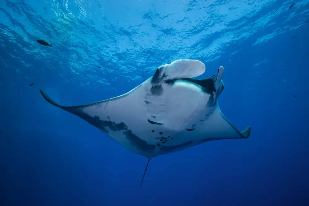 Komodo & Bali Liveaboard Adventure 2026 - image Komodo & Bali Liveaboard Adventure 2026 - image