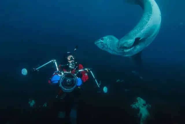 South Georgia Island (Month-Long Expedition) 2026 South Georgia Island (Month-Long Expedition) 2026