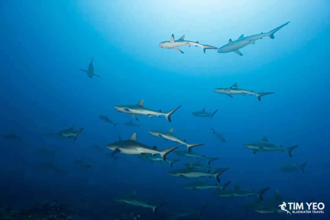 French Polynesia French Polynesia