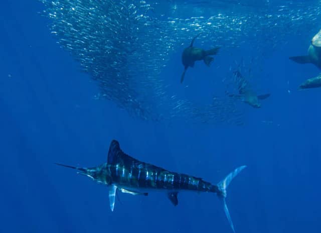 Magdalena Bay Striped Marlin Sardine Run 2026 Magdalena Bay Striped Marlin Sardine Run 2026