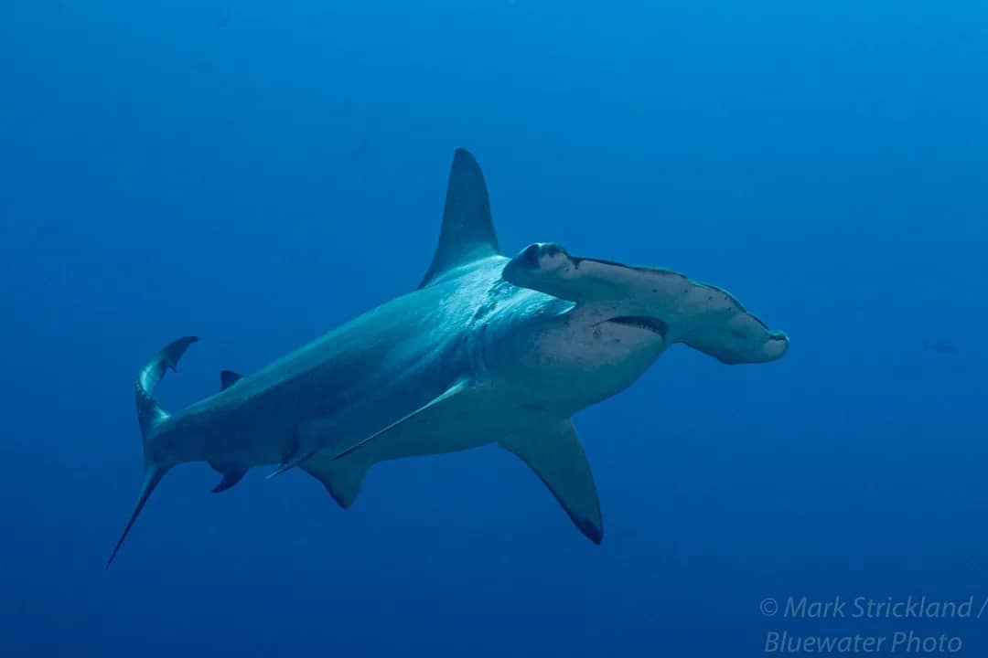 Galapagos Liveaboards - image Galapagos Liveaboards - image