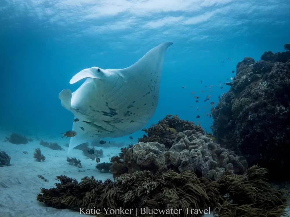 Papua New Guinea Papua New Guinea