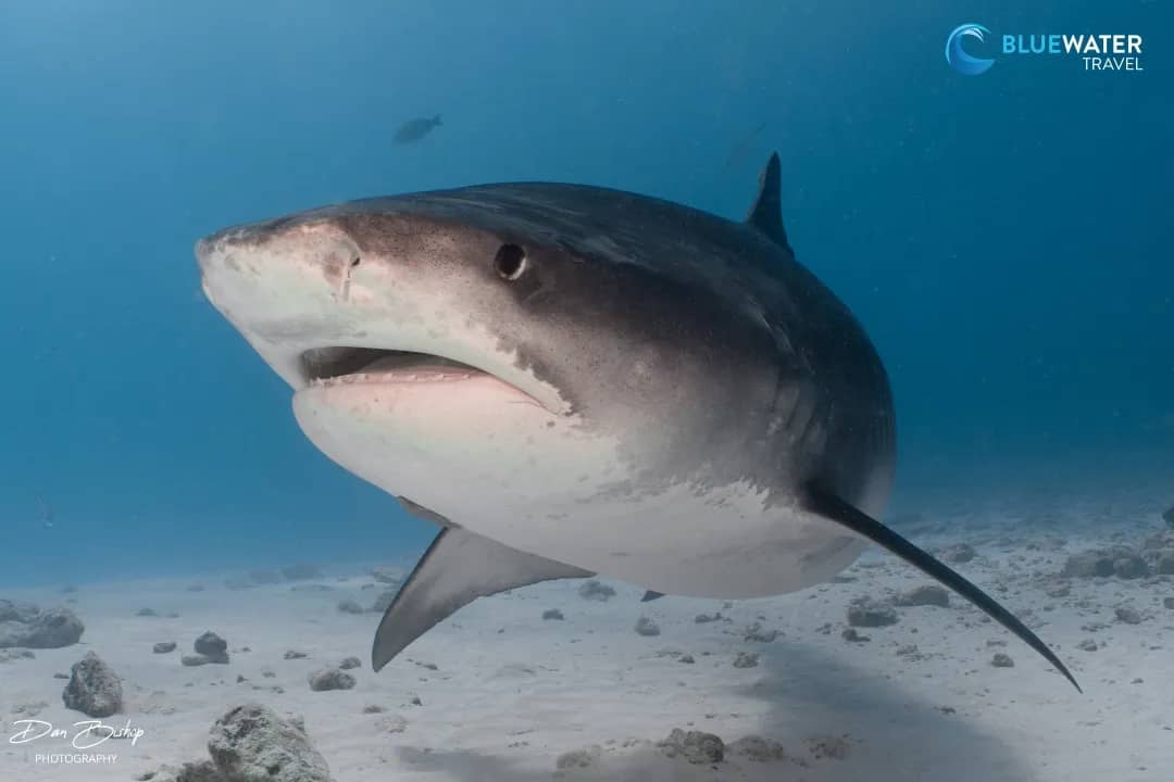 Indian Ocean Indian Ocean