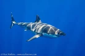 Guadalupe Island Guadalupe Island