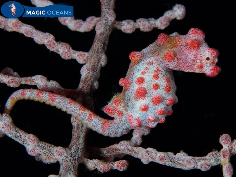 Magic Oceans Dive Resort, Bohol Magic Oceans Dive Resort, Bohol