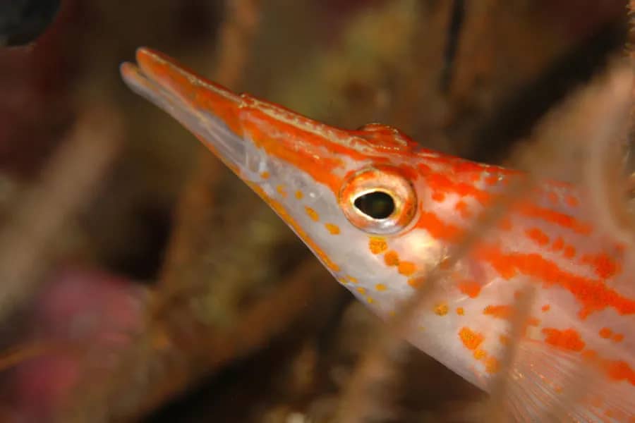 A fish peeks out A fish peeks out