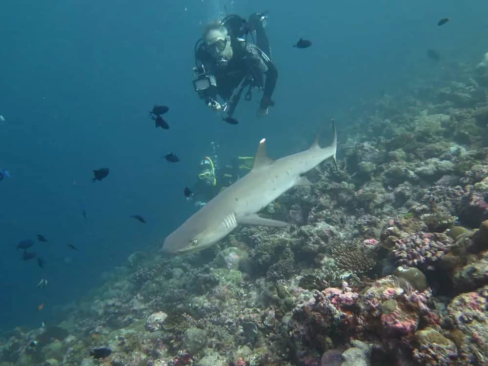 A friendly shark passes by A friendly shark passes by