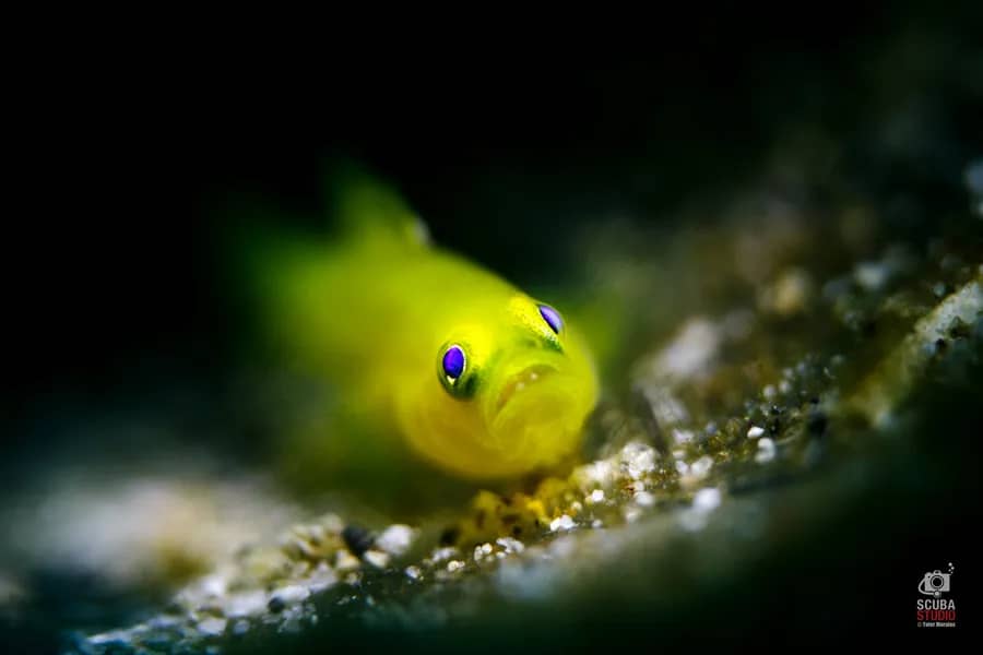 solitude-acacia-resort-uw-8.jpg solitude-acacia-resort-uw-8.jpg