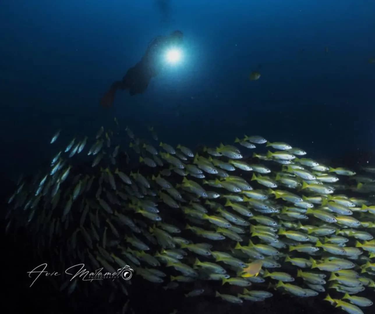 A school of fish swim away from a diver A school of fish swim away from a diver