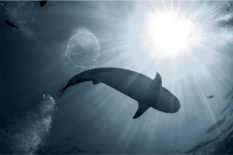 Silhouette of a tiger shark as it swims above Silhouette of a tiger shark as it swims above