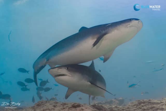 Maldives Dive Resorts Maldives Dive Resorts