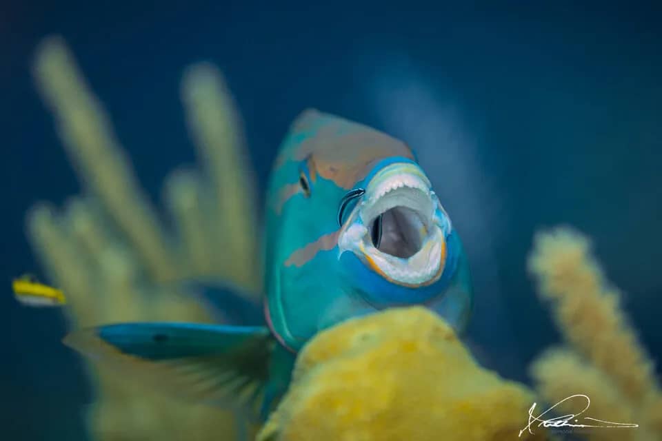 Roatan Utila Dive Resorts - image Roatan Utila Dive Resorts - image