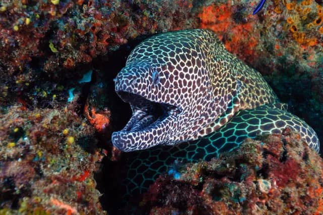 Tofo Scuba & Tilak Lodge Tofo Scuba & Tilak Lodge