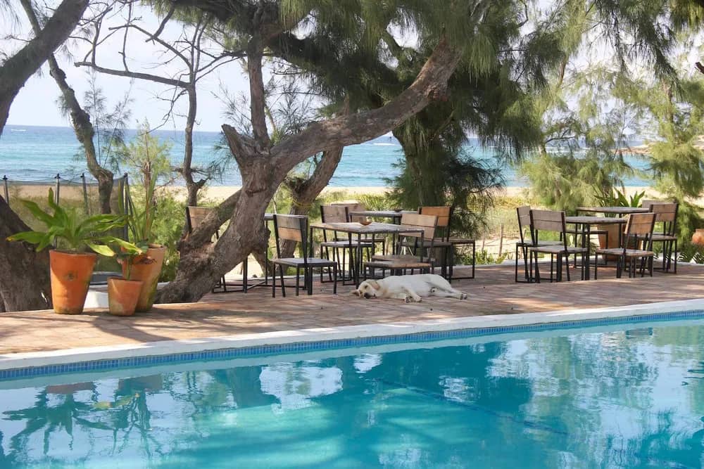 A dog lies by the chairs and tables by the pool A dog lies by the chairs and tables by the pool