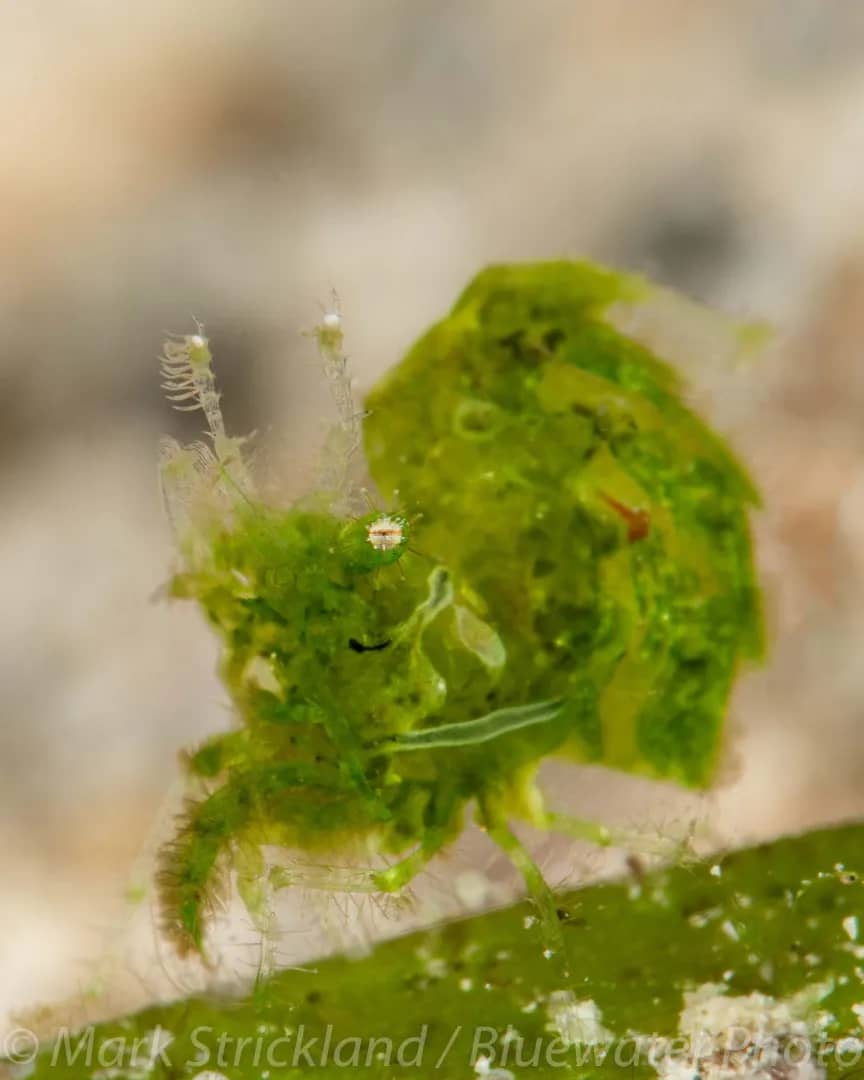 Papua New Guinea Papua New Guinea